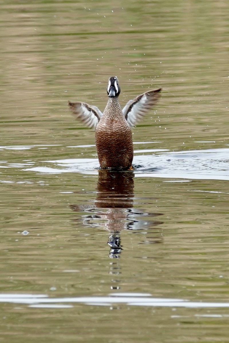 Blue-winged Teal - Shawn McCandless