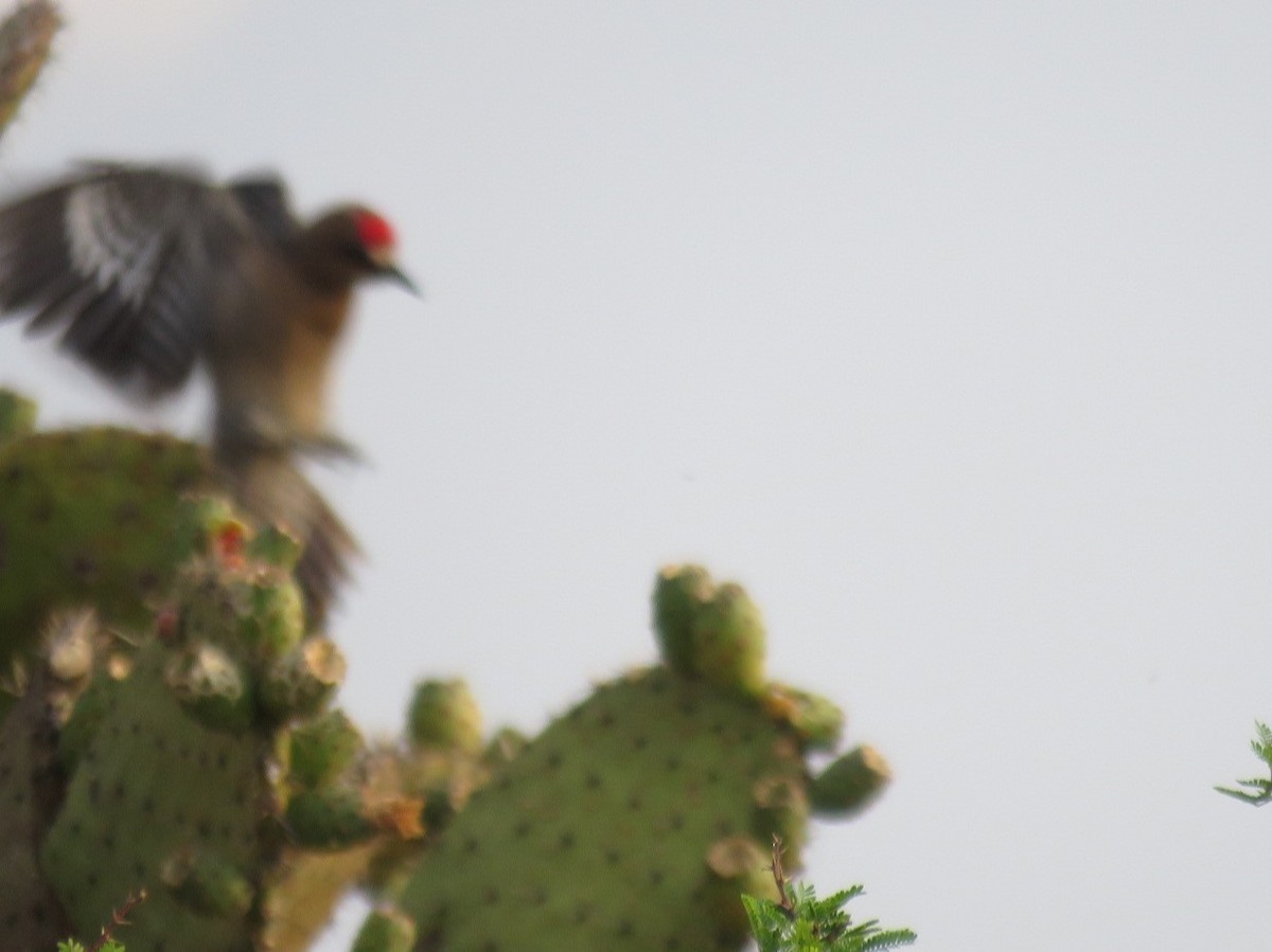 Gray-breasted Woodpecker - ML618829798