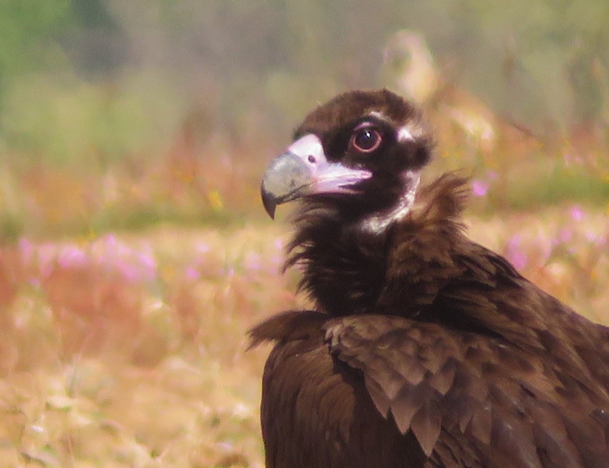 Cinereous Vulture - ML618829812