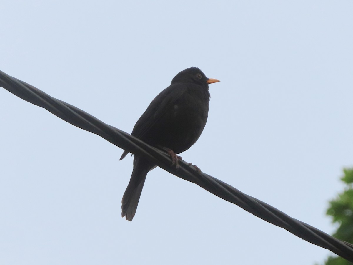 Eurasian Blackbird - ML618829841