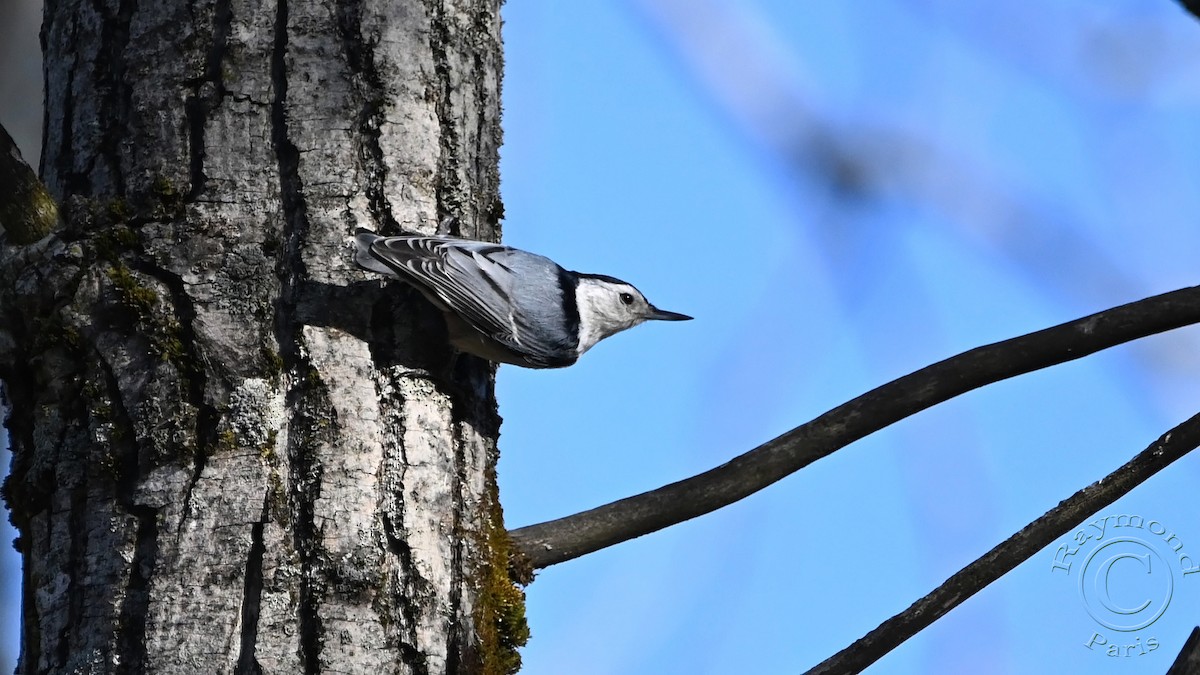 White-breasted Nuthatch - Raymond Paris