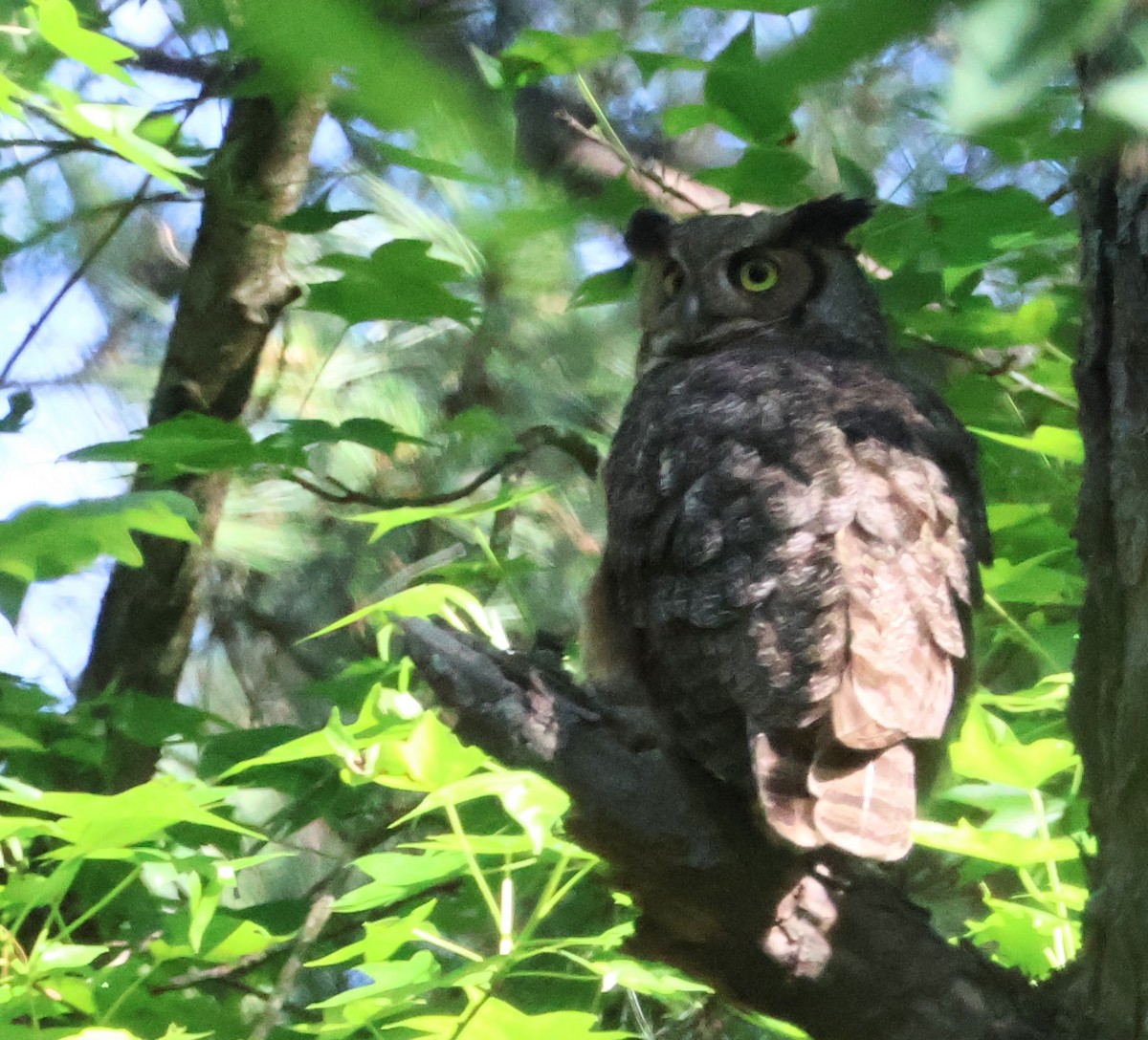 Great Horned Owl - ML618829860