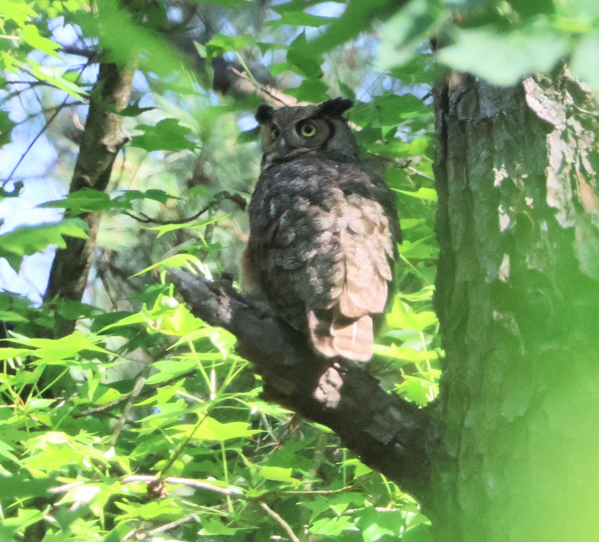Great Horned Owl - ML618829861