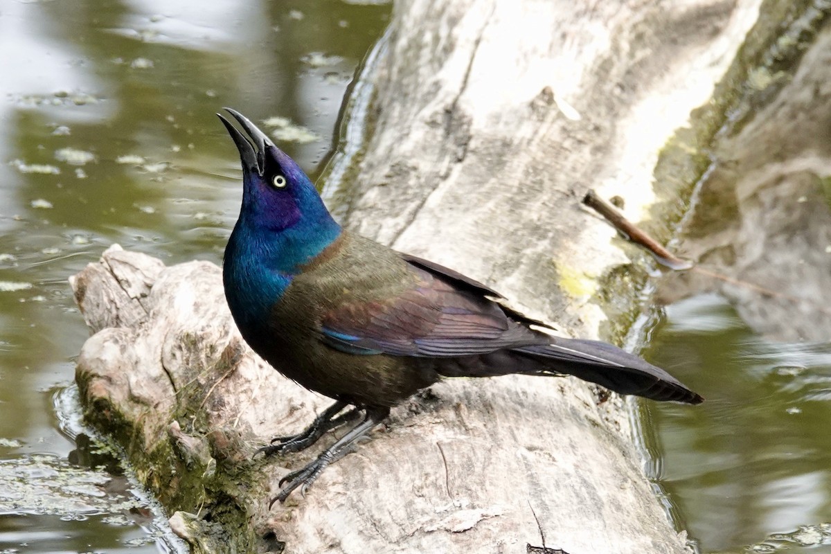 Common Grackle - Shawn McCandless