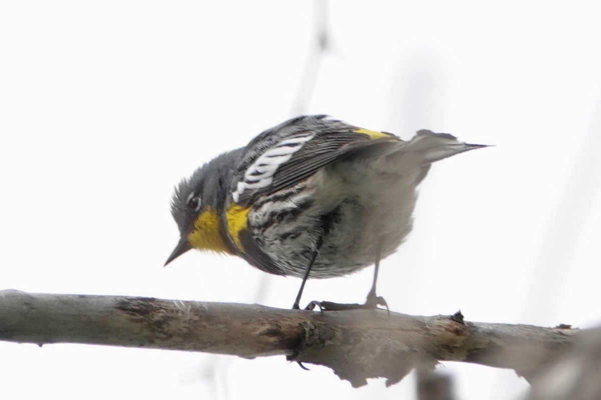 Yellow-rumped Warbler - Shawn McCandless