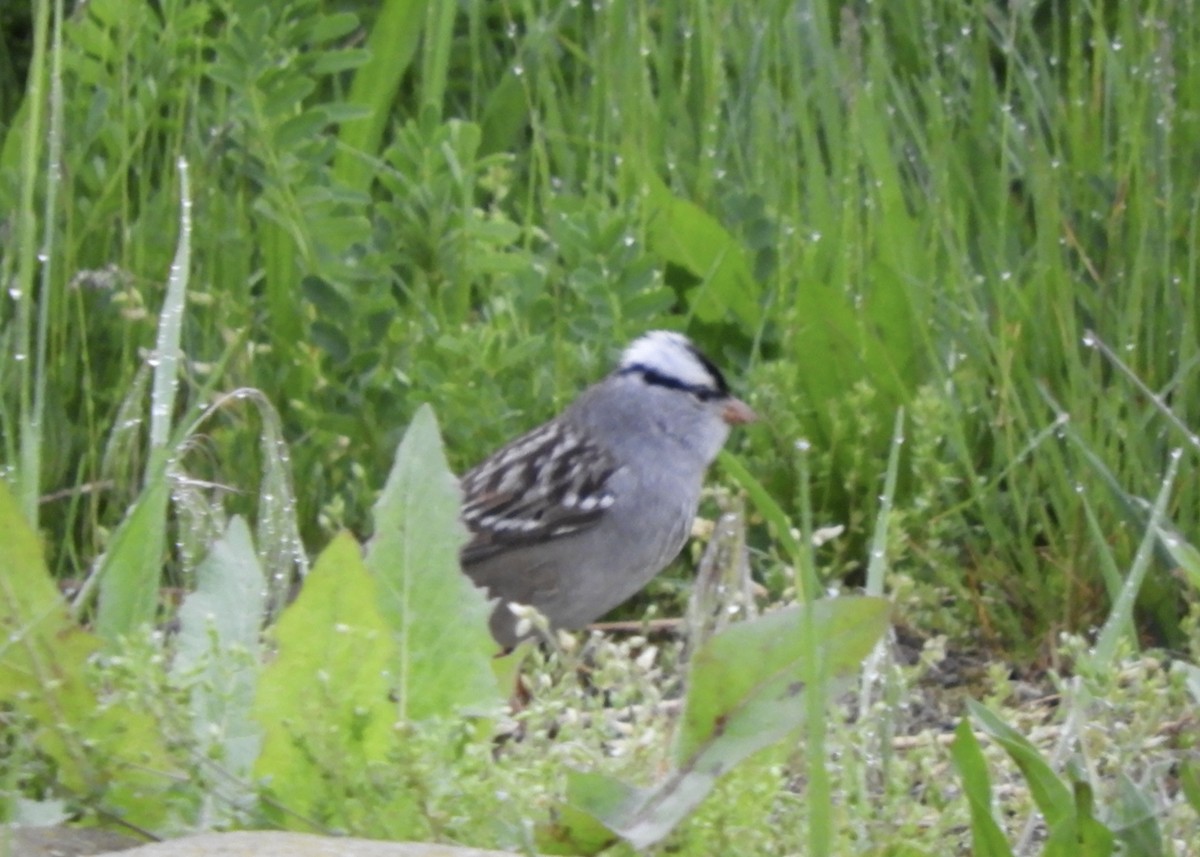White-crowned Sparrow (leucophrys) - ML618829908