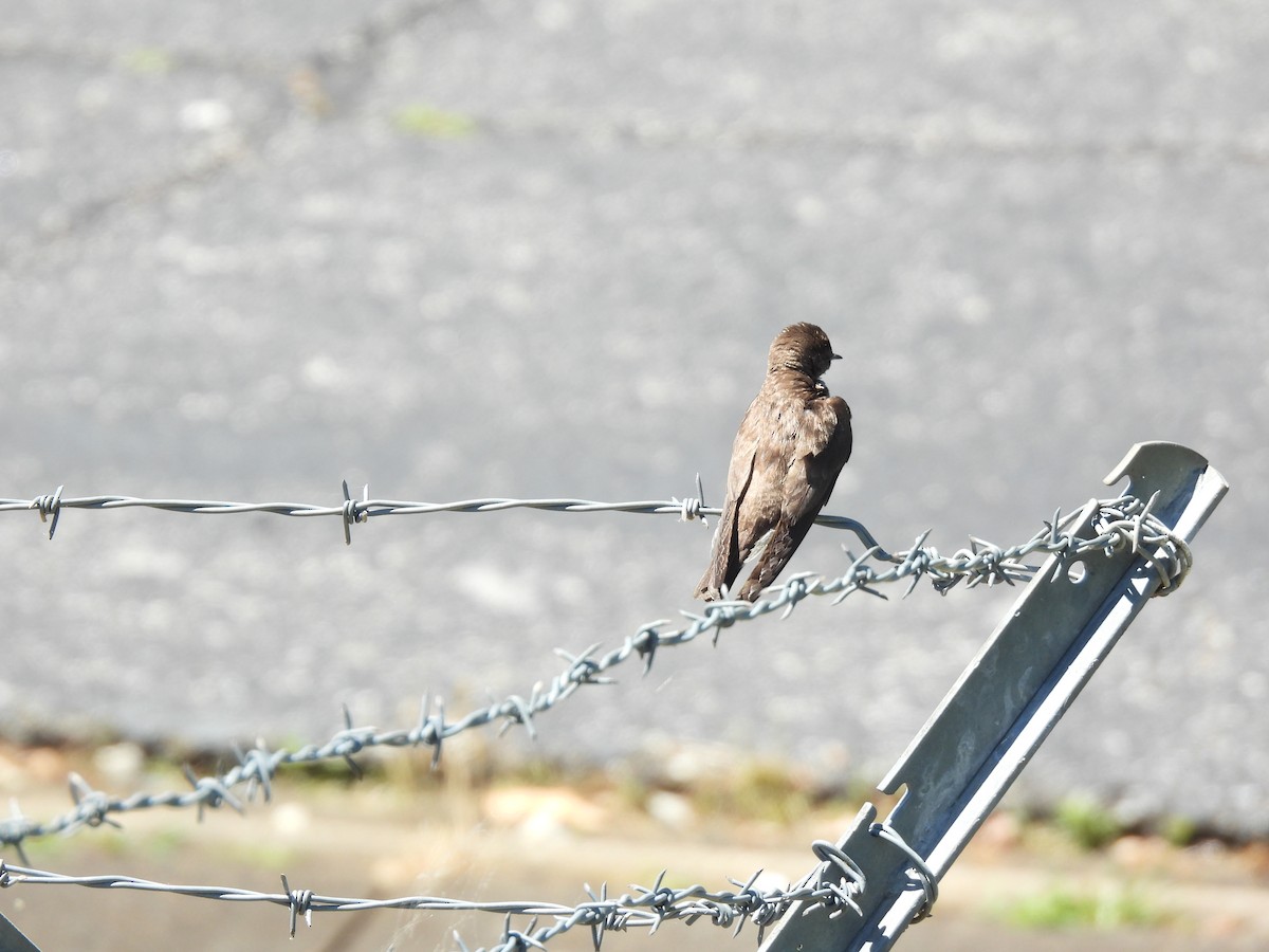 Northern Rough-winged Swallow - ML618829913