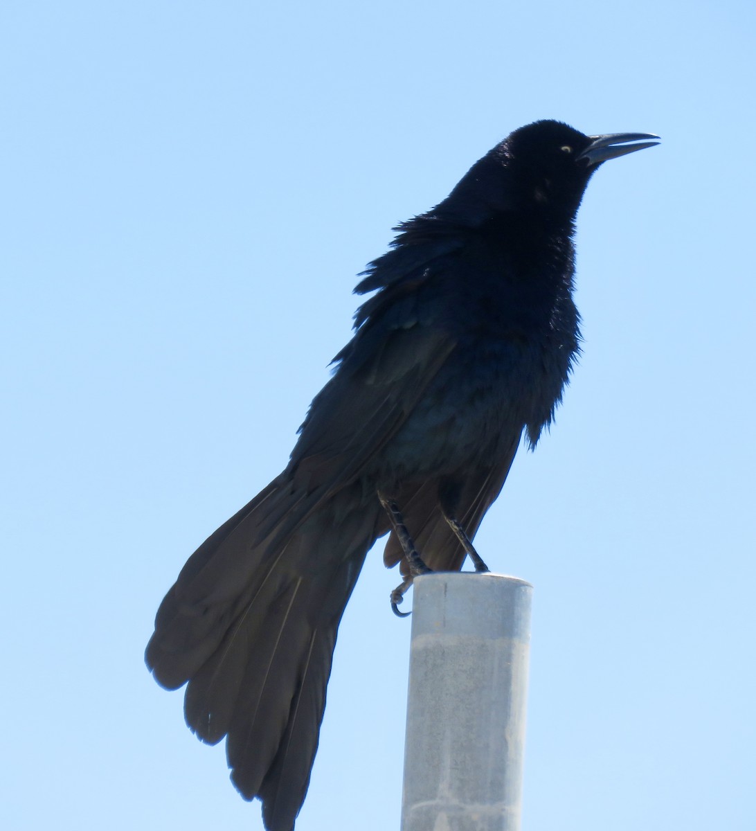 Great-tailed Grackle - ML618829946