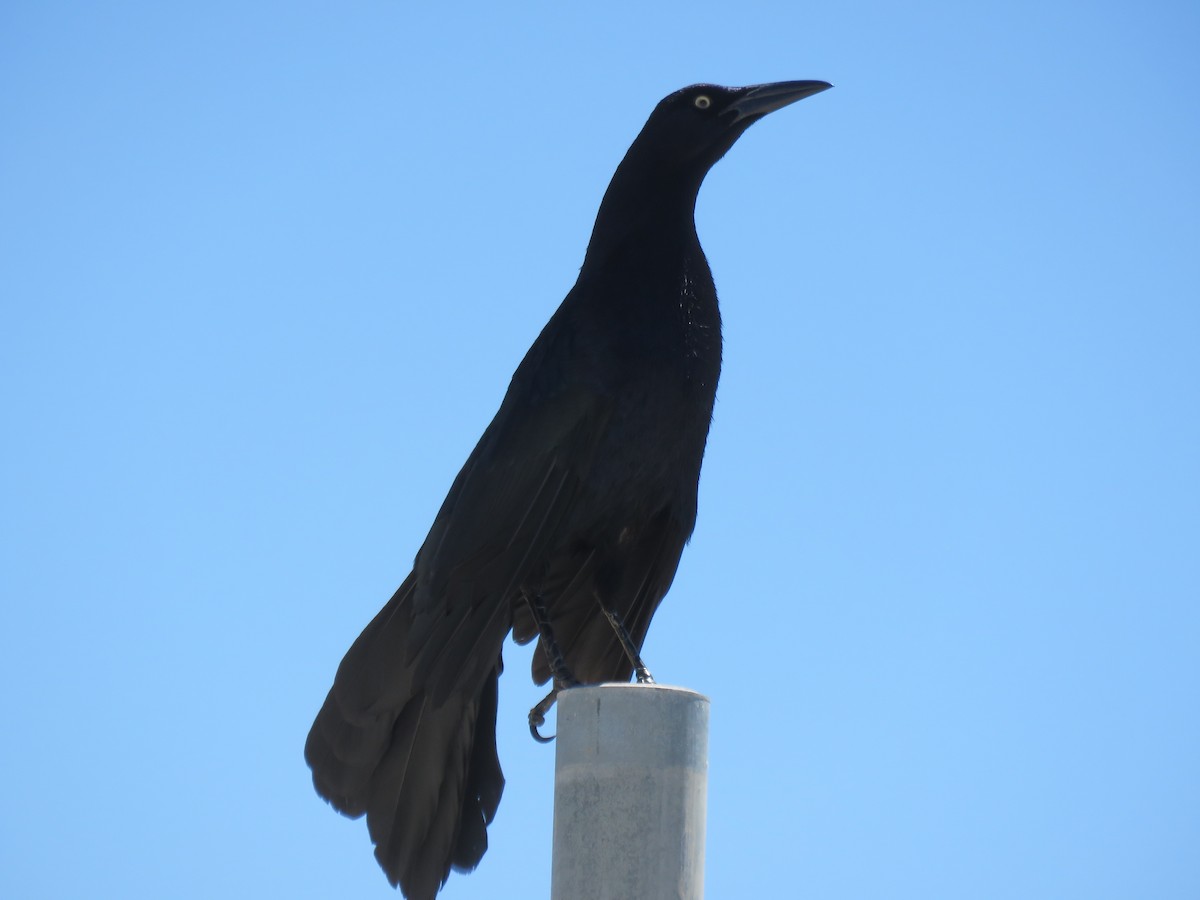 Great-tailed Grackle - ML618829947