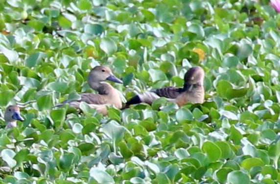 Fulvous Whistling-Duck - ML618829960