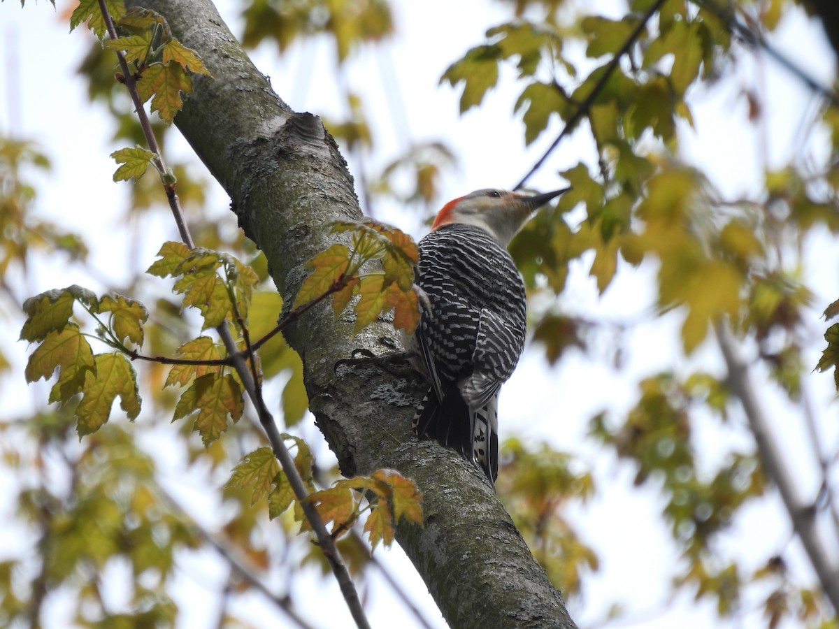 Red-bellied Woodpecker - Alexander R