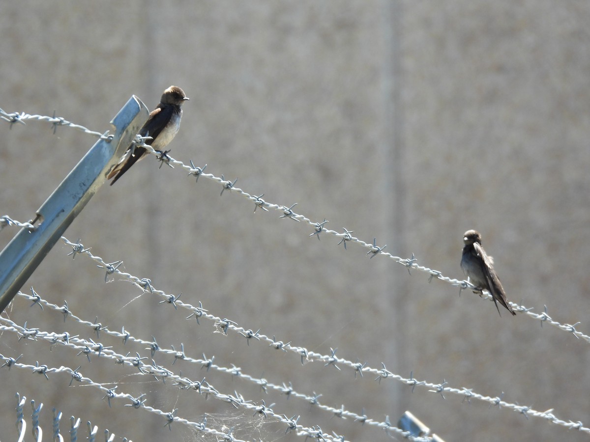 Northern Rough-winged Swallow - ML618829968