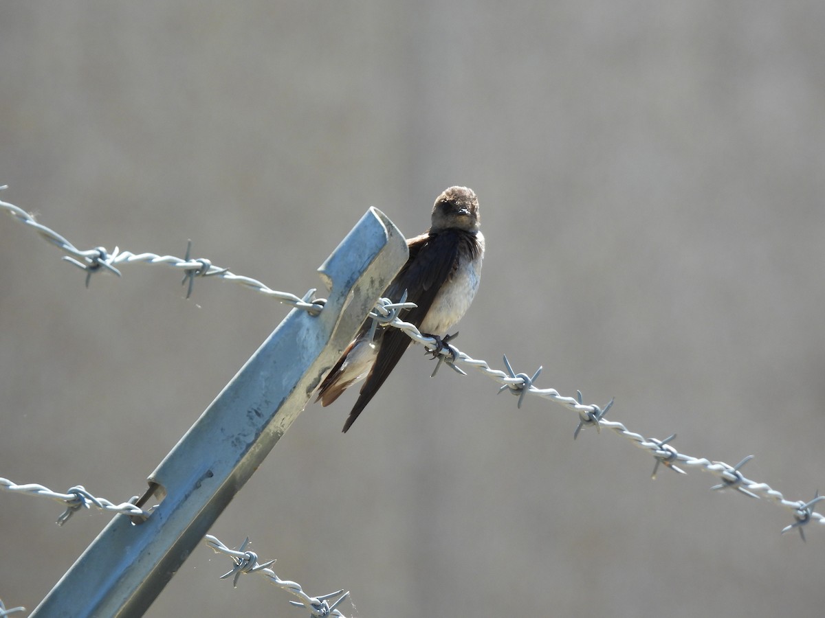 Northern Rough-winged Swallow - John McMahan