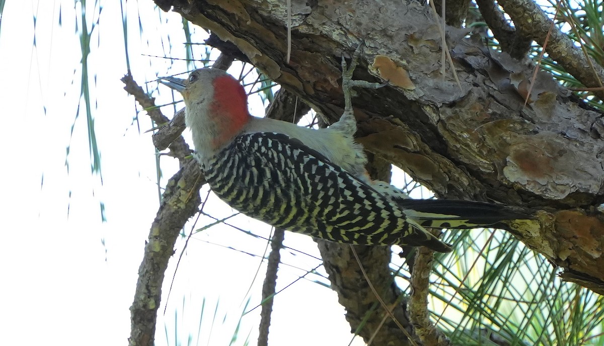 Red-bellied Woodpecker - ML618829991