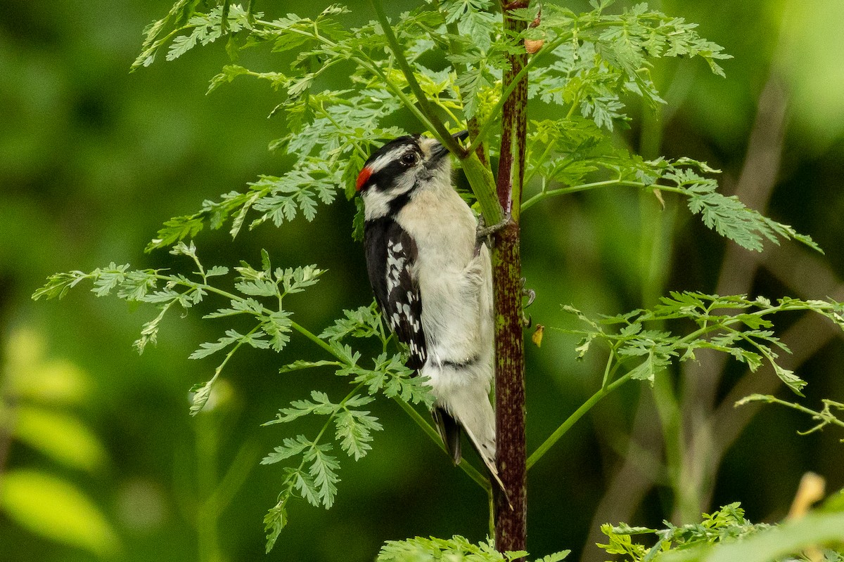 Downy Woodpecker - ML618830001