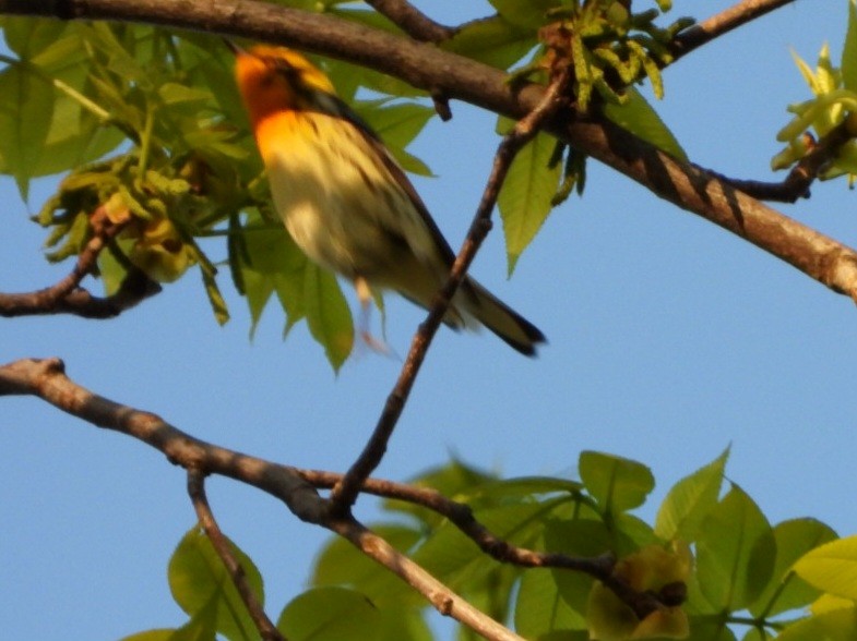 Blackburnian Warbler - Cliff Dekdebrun