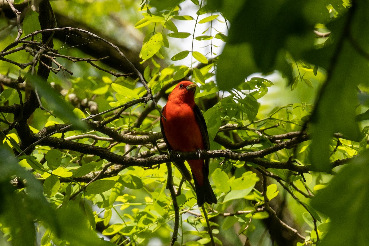 Scarlet Tanager - ML618830029