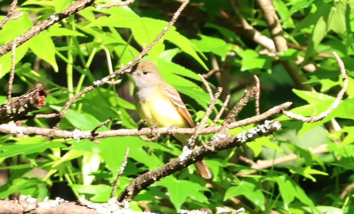Great Crested Flycatcher - ML618830050