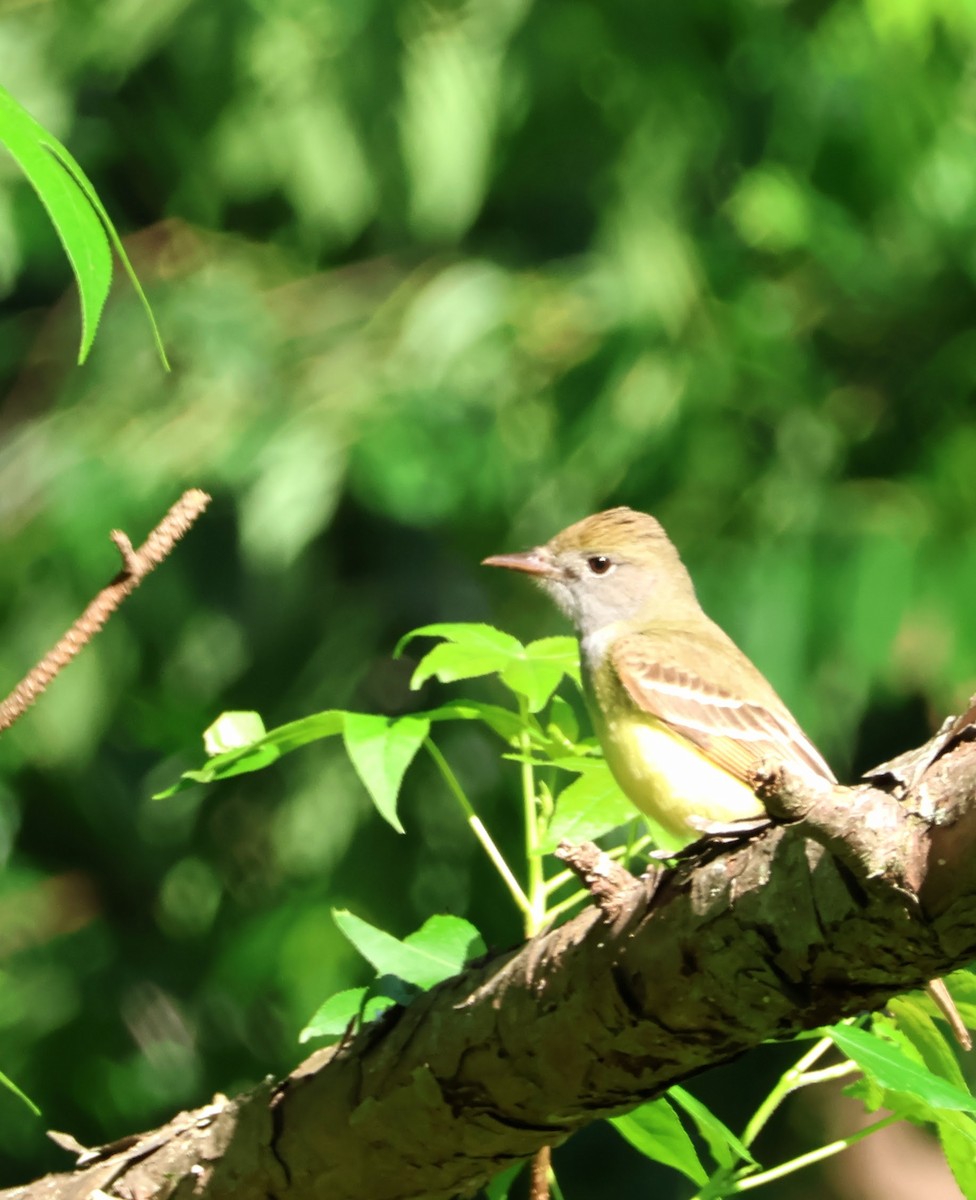 Great Crested Flycatcher - ML618830051