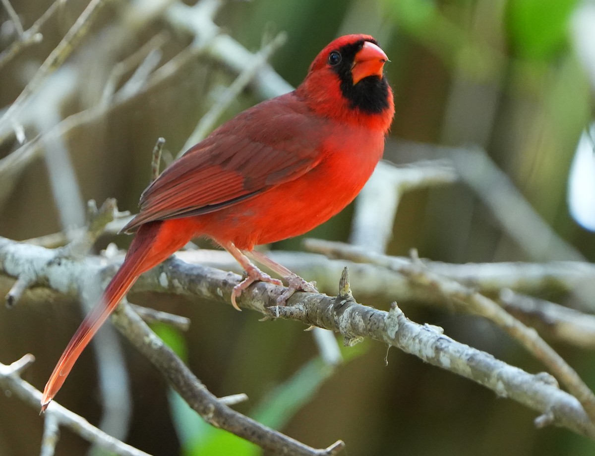 Northern Cardinal - Dave Bowman