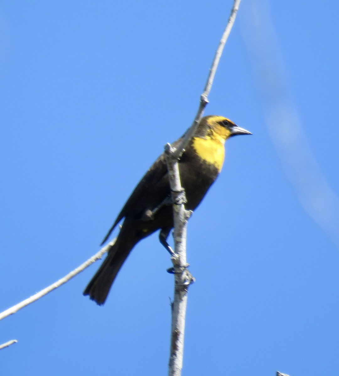 Yellow-headed Blackbird - ML618830114