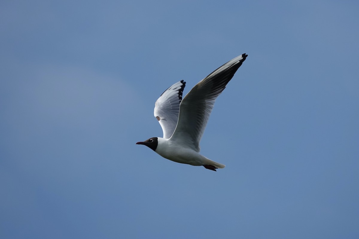 Mouette rieuse - ML618830116
