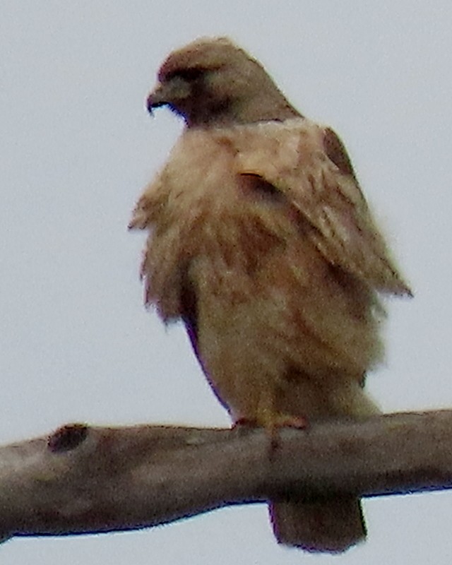 Red-tailed Hawk - ML618830154