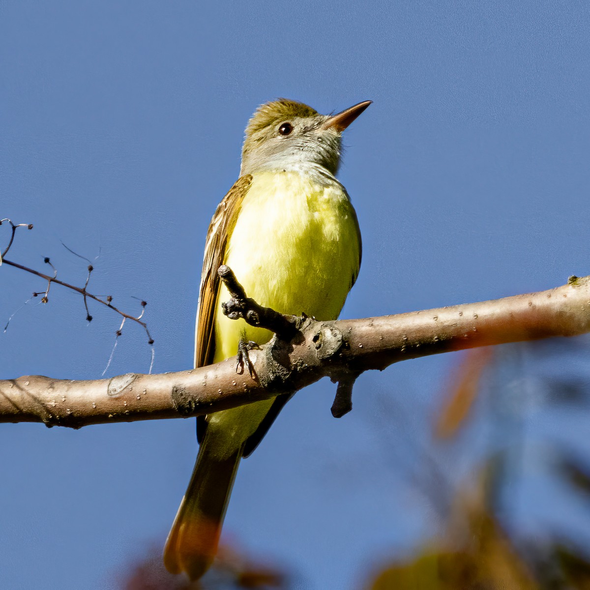 Great Crested Flycatcher - Michael Levin