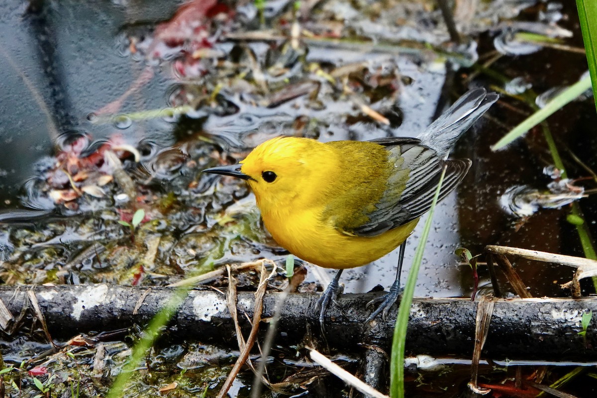 Prothonotary Warbler - ML618830175
