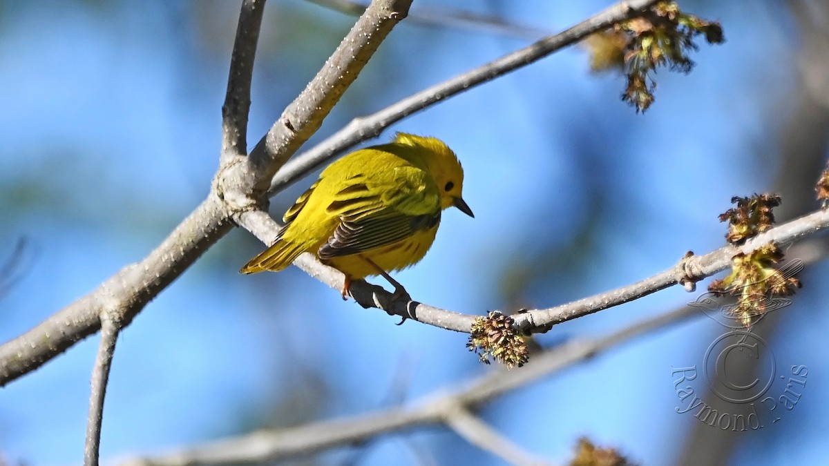 Yellow Warbler - Raymond Paris