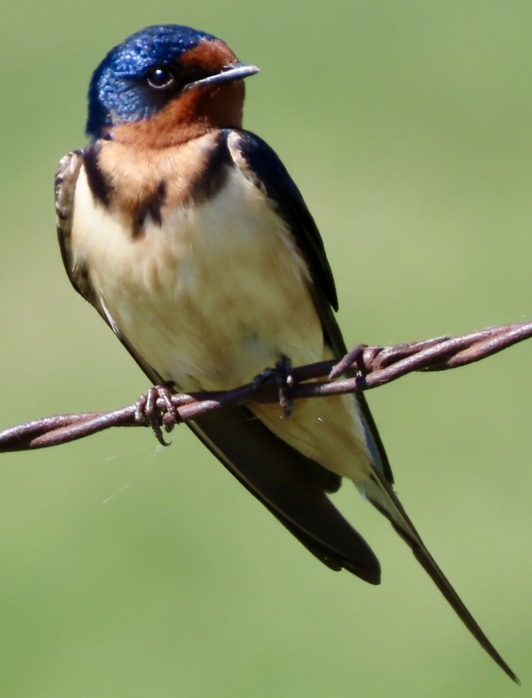 Barn Swallow - Micky Louis