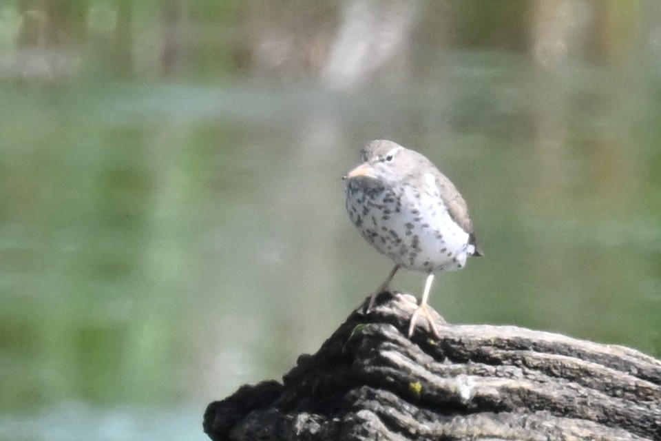 Spotted Sandpiper - Fred Zimmerman