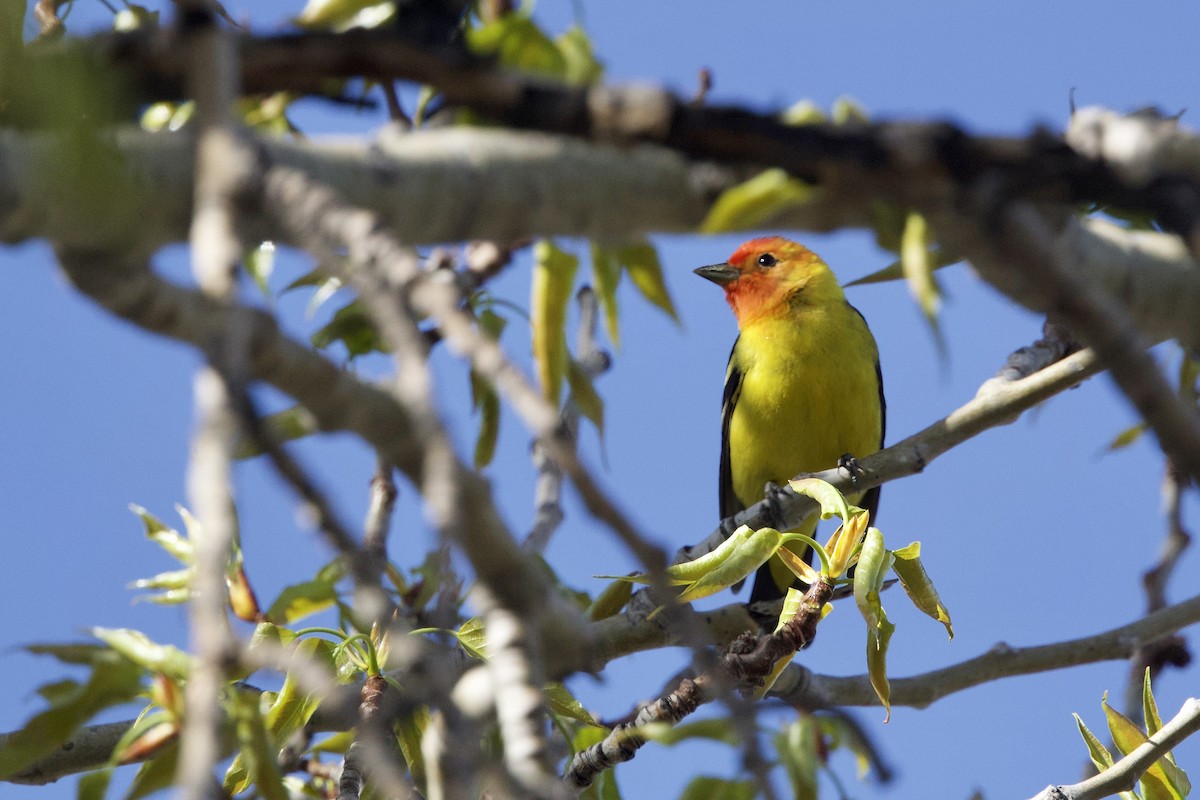 Western Tanager - ML618830217