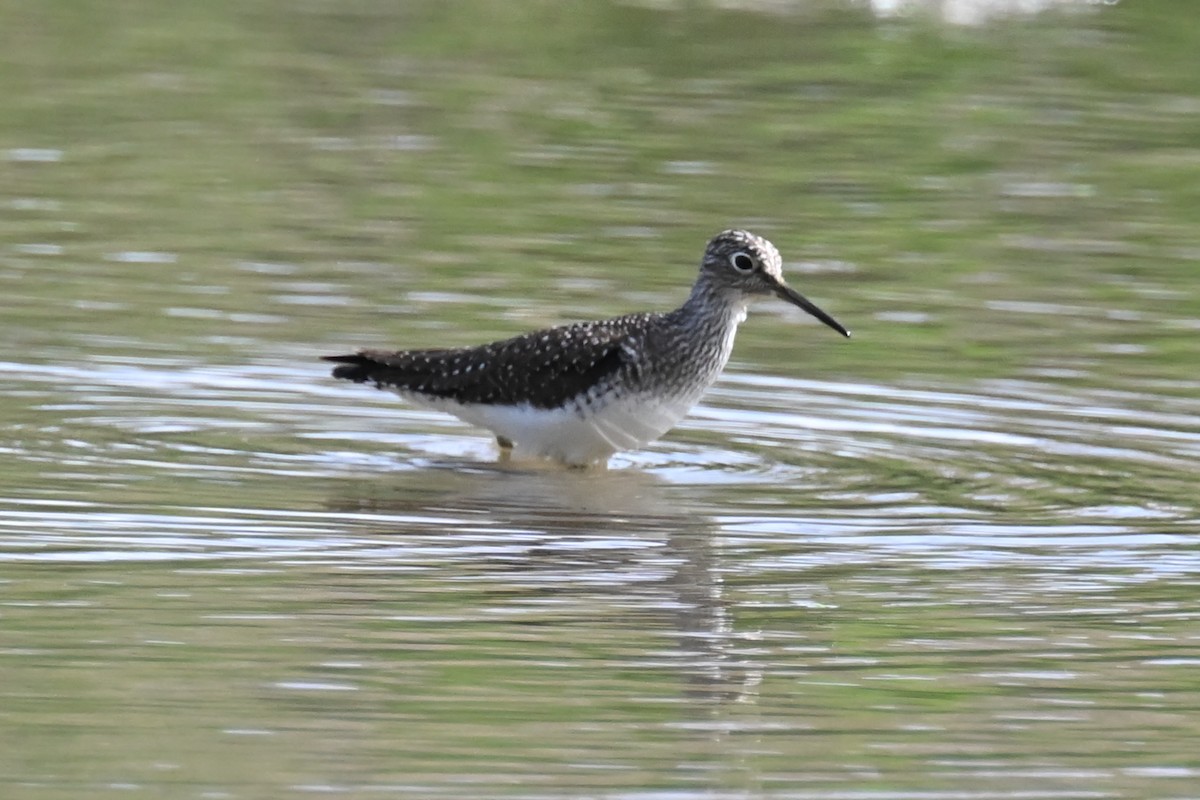 Solitary Sandpiper - Fred Zimmerman