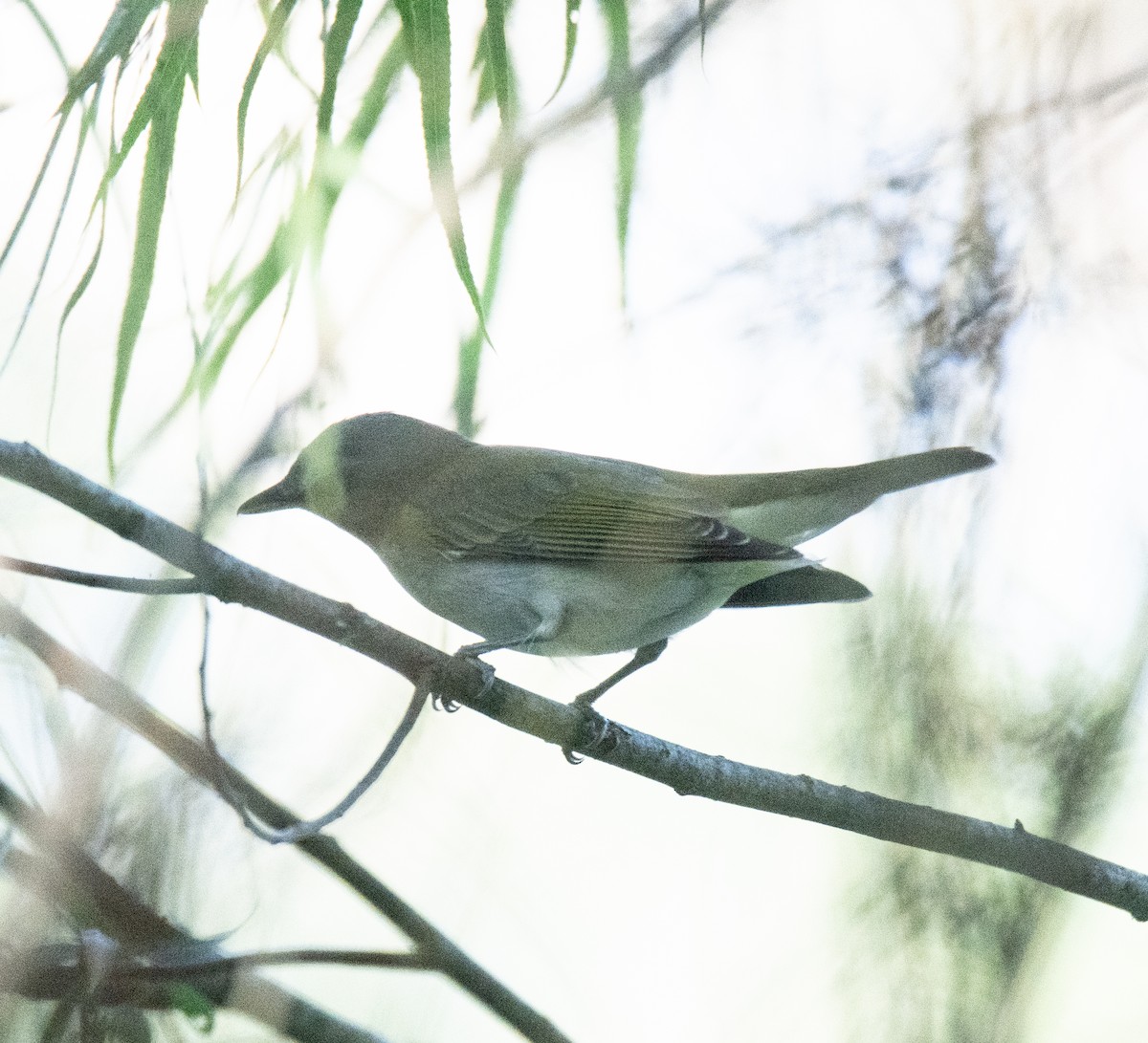 Red-eyed Vireo - Robert Provost