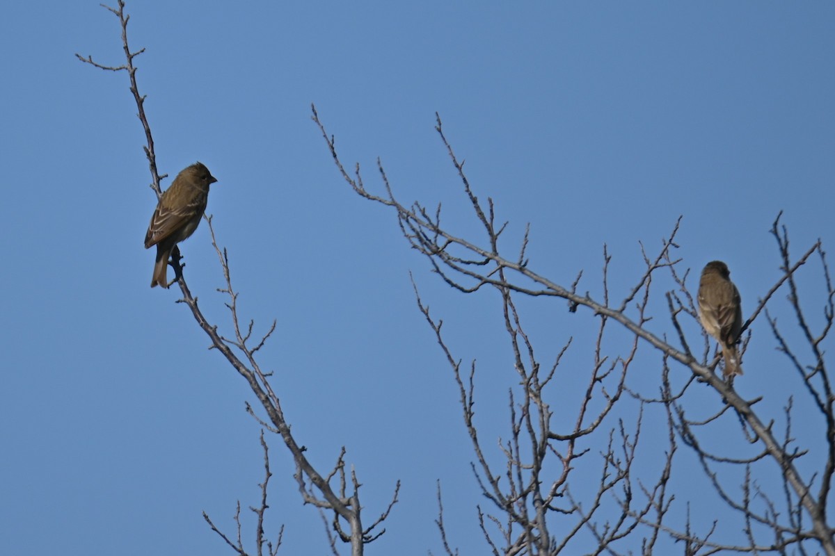 Common Rosefinch - Kenzhegul Qanatbek