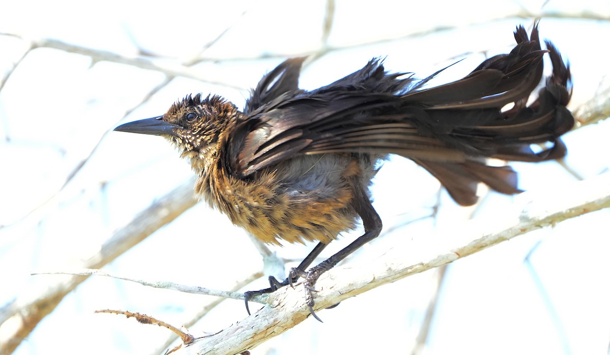 Boat-tailed Grackle - ML618830286