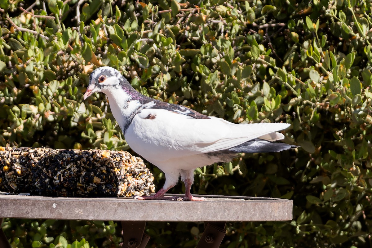Rock Pigeon (Feral Pigeon) - Karla Salyer