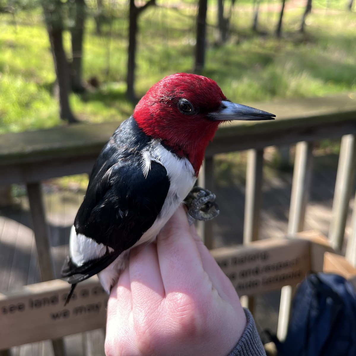Red-headed Woodpecker - ML618830389