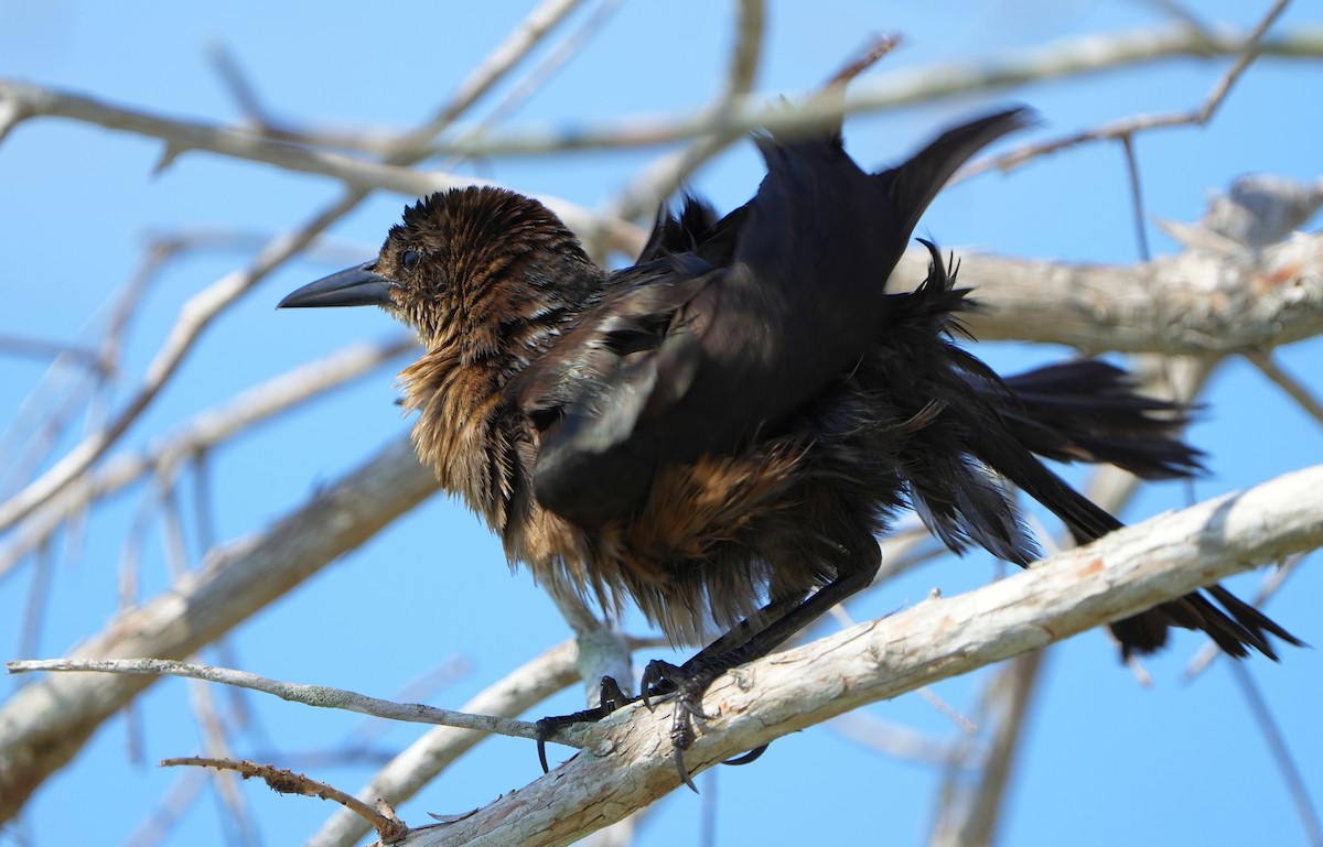 Boat-tailed Grackle - Dave Bowman