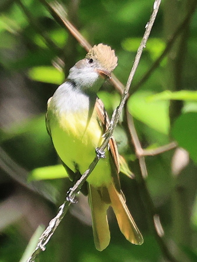 Great Crested Flycatcher - ML618830505