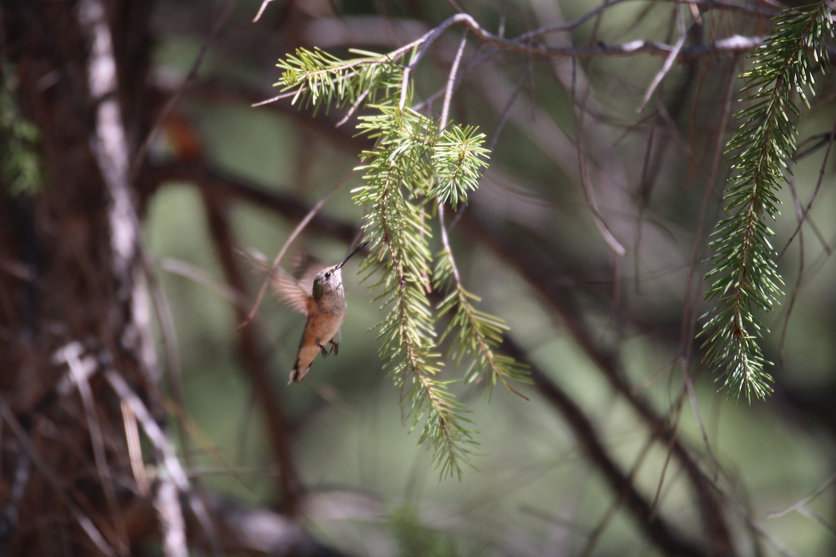 Broad-tailed Hummingbird - Alexander Linton