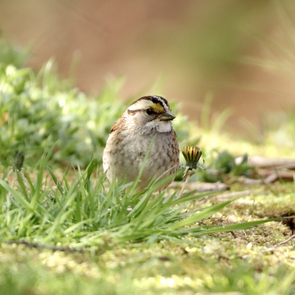 White-throated Sparrow - ML618830547