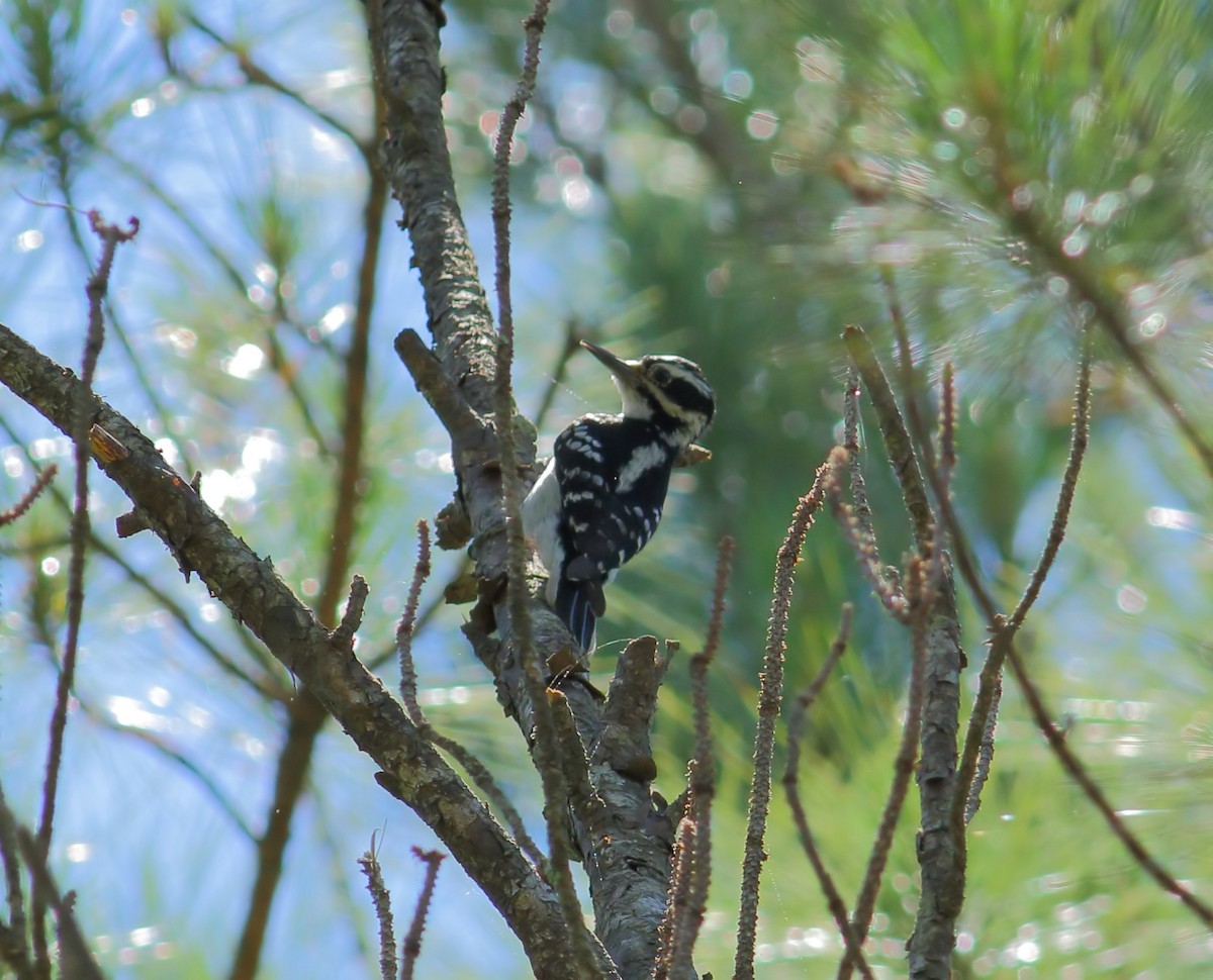 Hairy Woodpecker (Eastern) - ML618830572