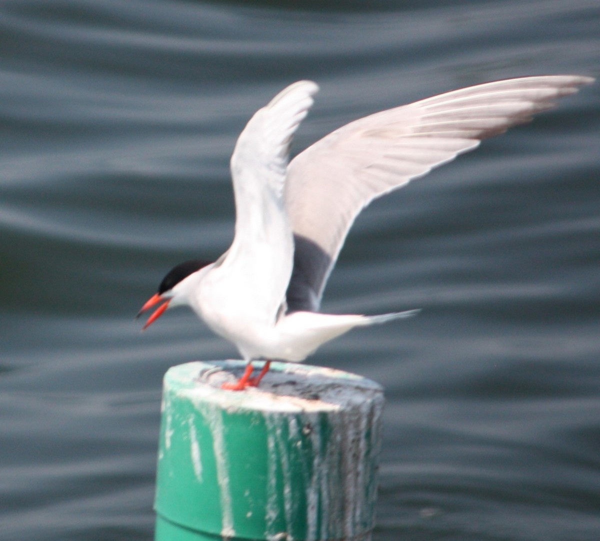 Common Tern - ML618830627