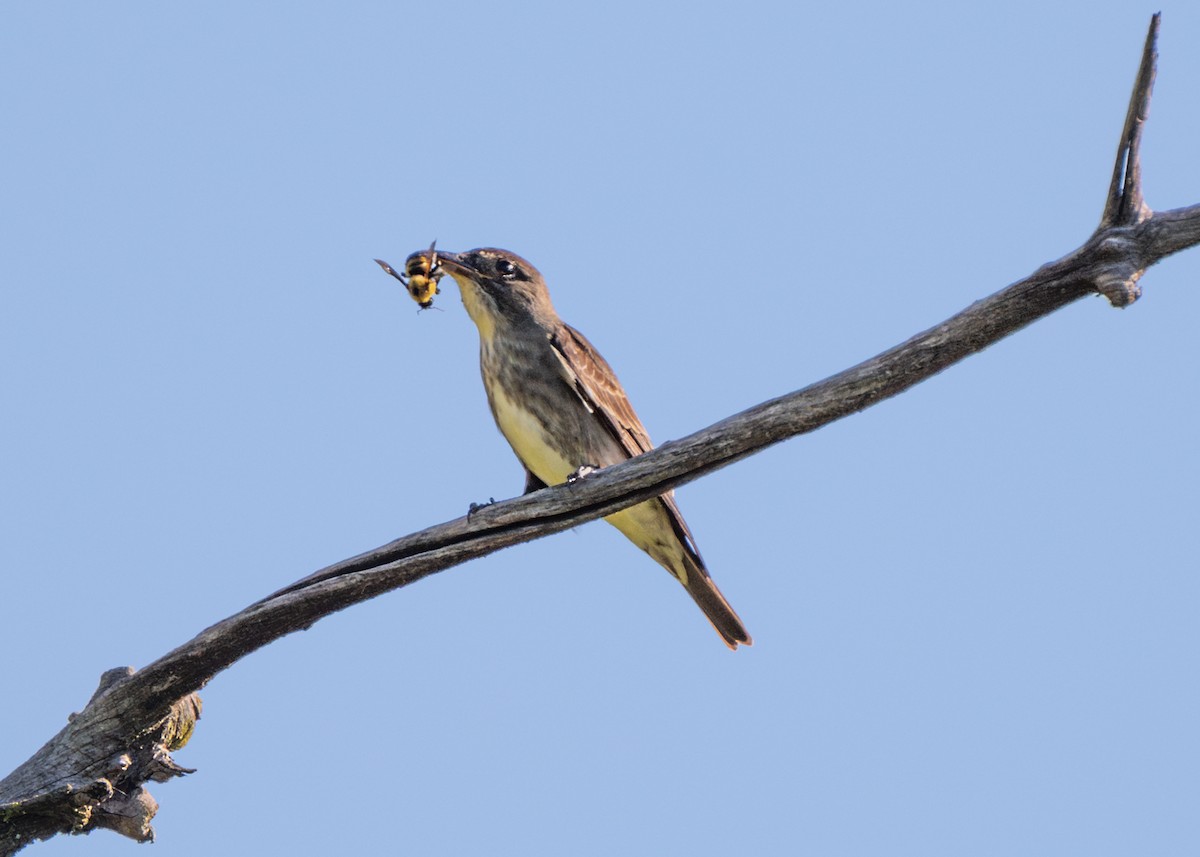 Olive-sided Flycatcher - Dori Eldridge