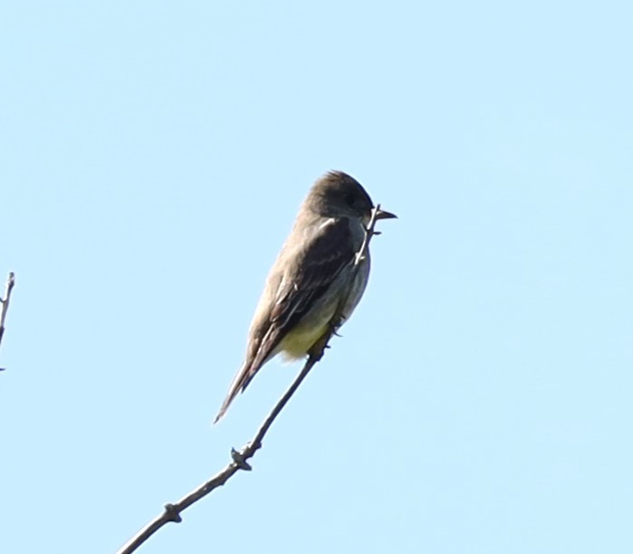 Olive-sided Flycatcher - Eric Ginsburg