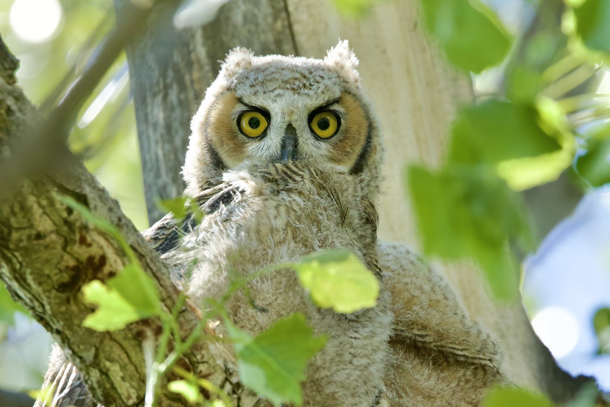 Great Horned Owl - ML618830654