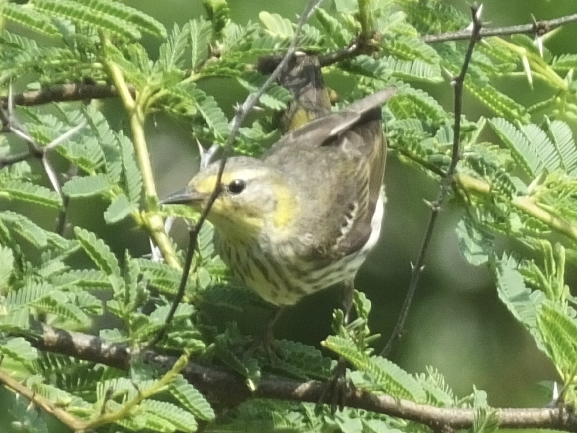 Cape May Warbler - ML618830720