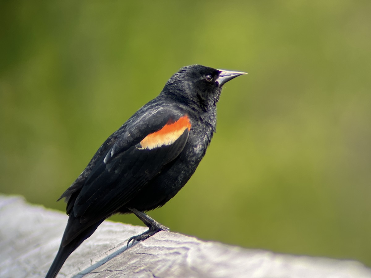 Red-winged Blackbird - ML618830842